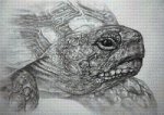 (image for) Tortoise